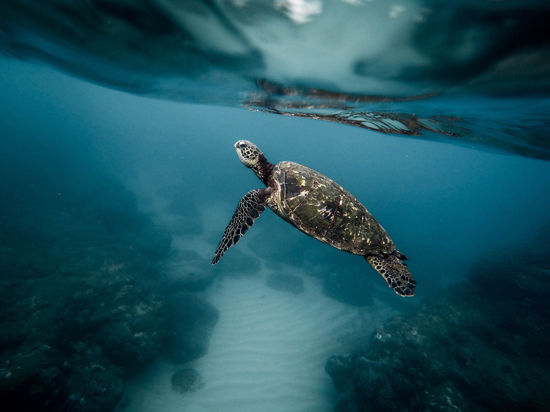 Sköldpaddor på norra Cypern: naturens fantastiska skatter