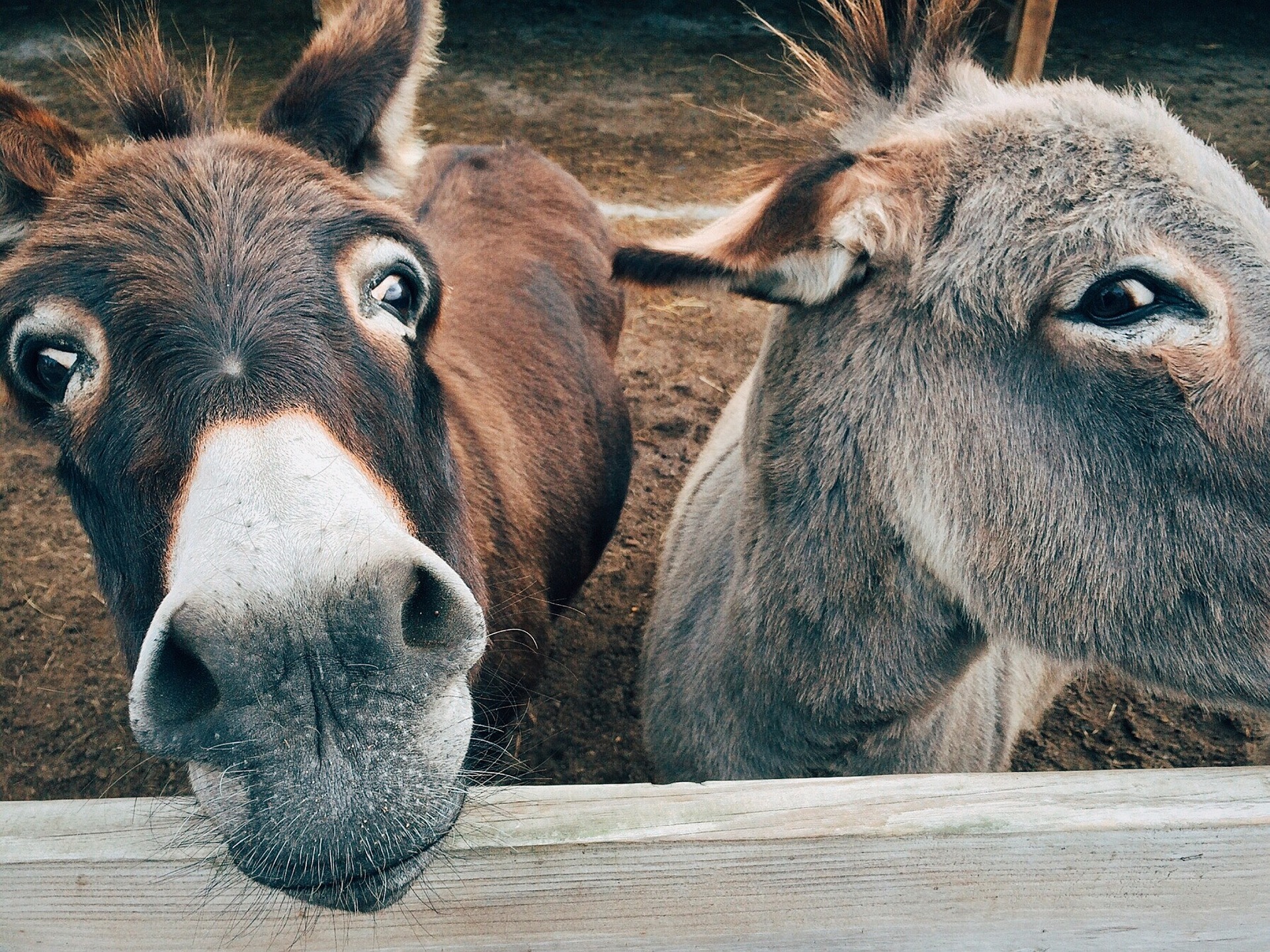 The Enigmatic Donkeys Of Karpaz: A Symbol And A Challenge