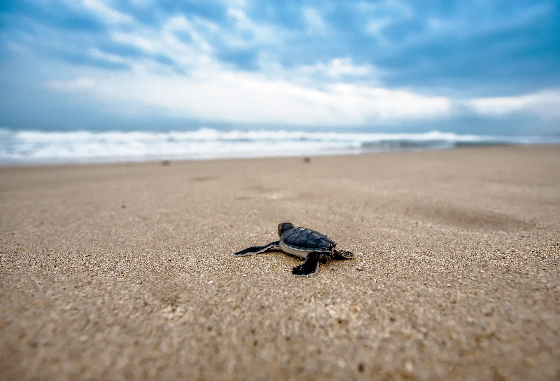 Wees getuige van het magische moment waarop moederschildpadden hun eieren op het strand leggen en twee maanden later de jongen hun weg naar de zee vinden. Alagadi Turtle Beach is een populaire plek voor deze activiteit.