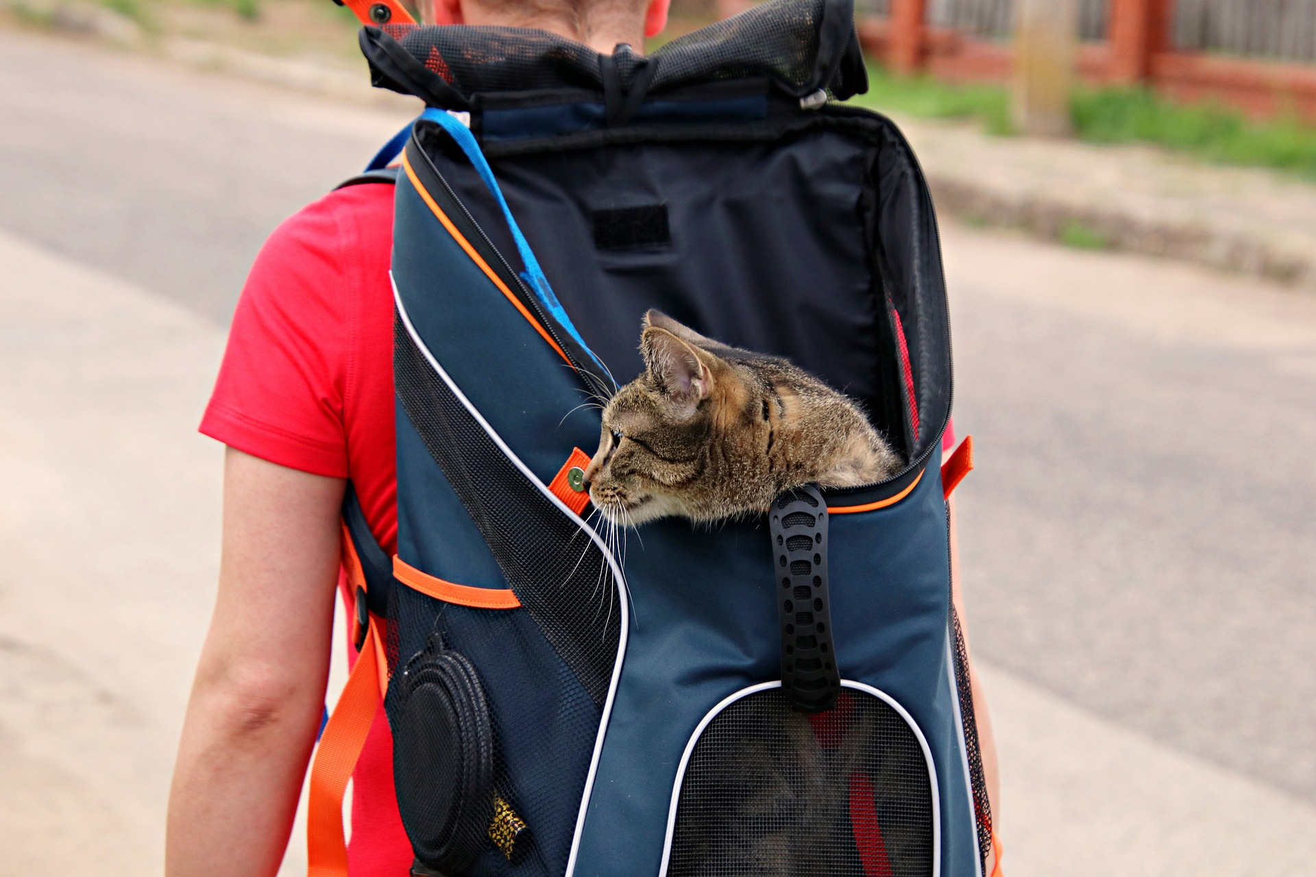 Pet Relocation in North Cyprus: A Comprehensive Guide