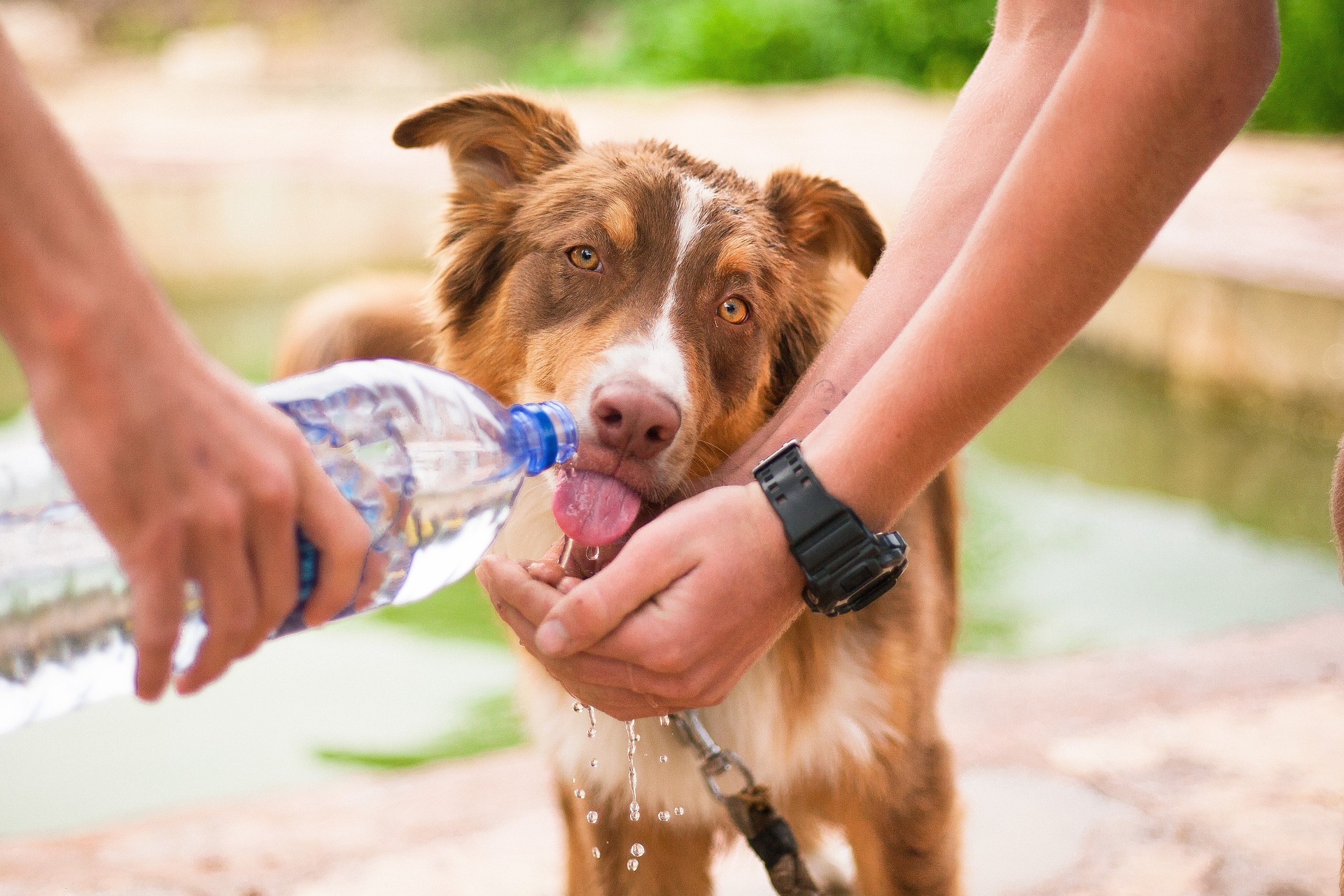 Championing Animal Welfare in Northern Cyprus